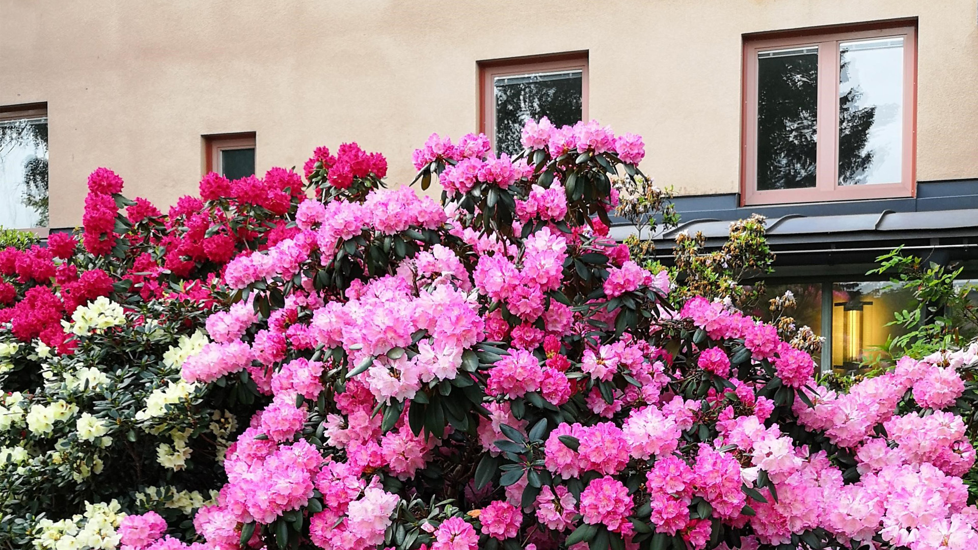 Rhododendron som blommar i rosa, vitt och cerise