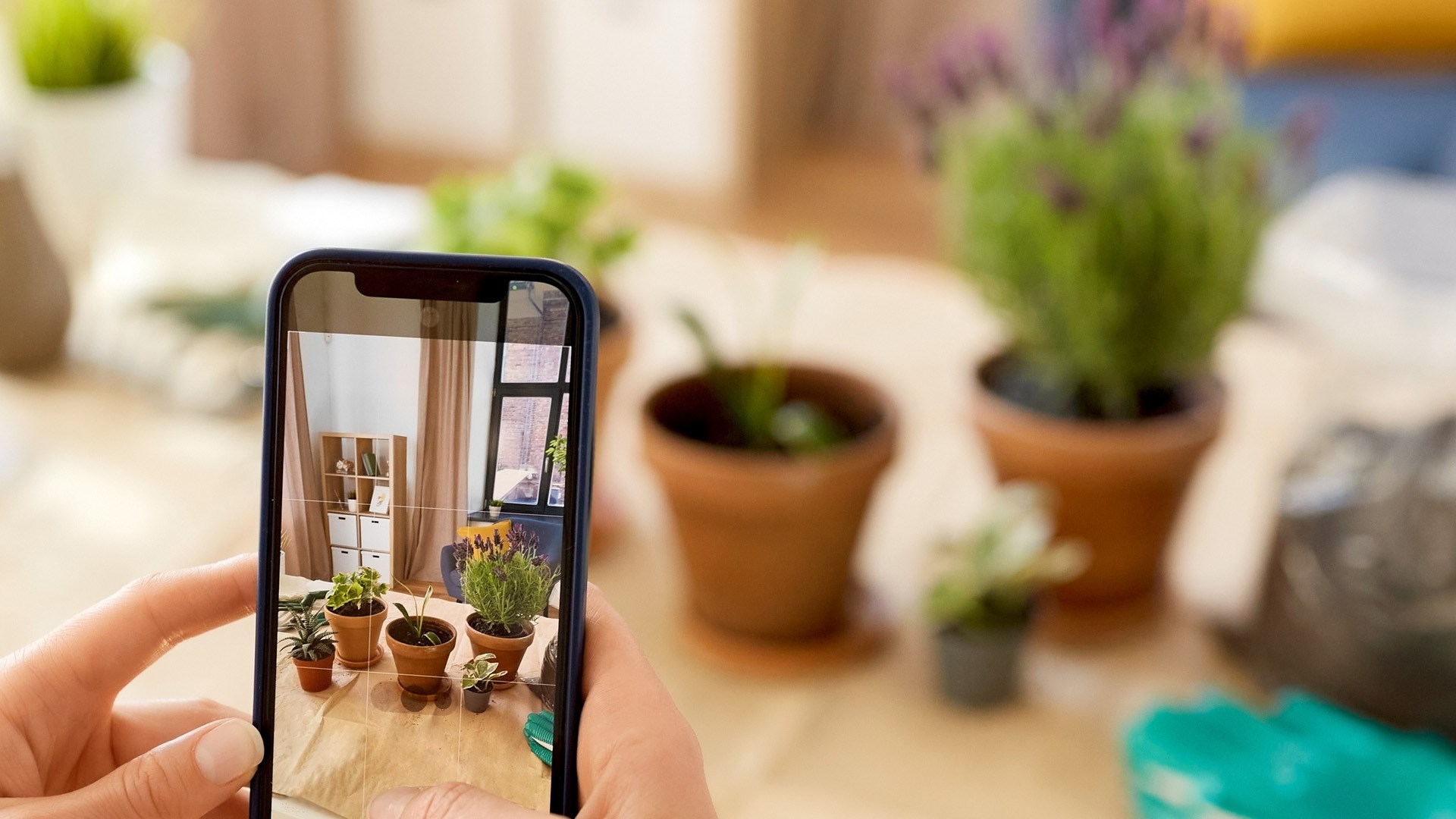 Fotografering med mobiltelefonens kamera på krukväxter