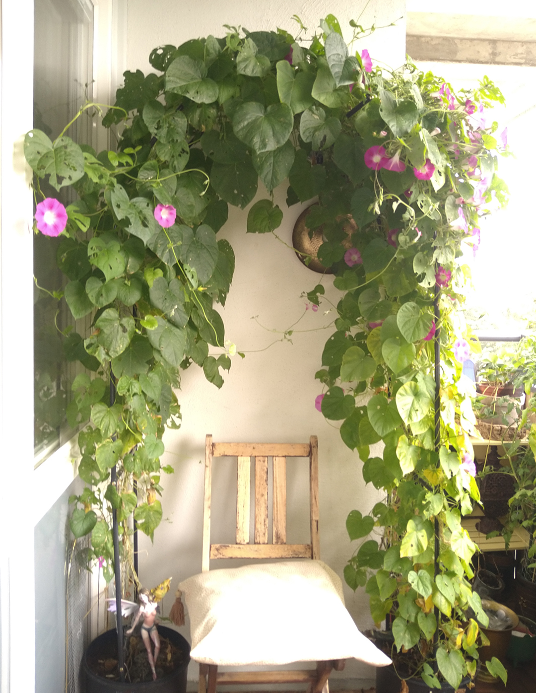Odling i blombåge på balkong